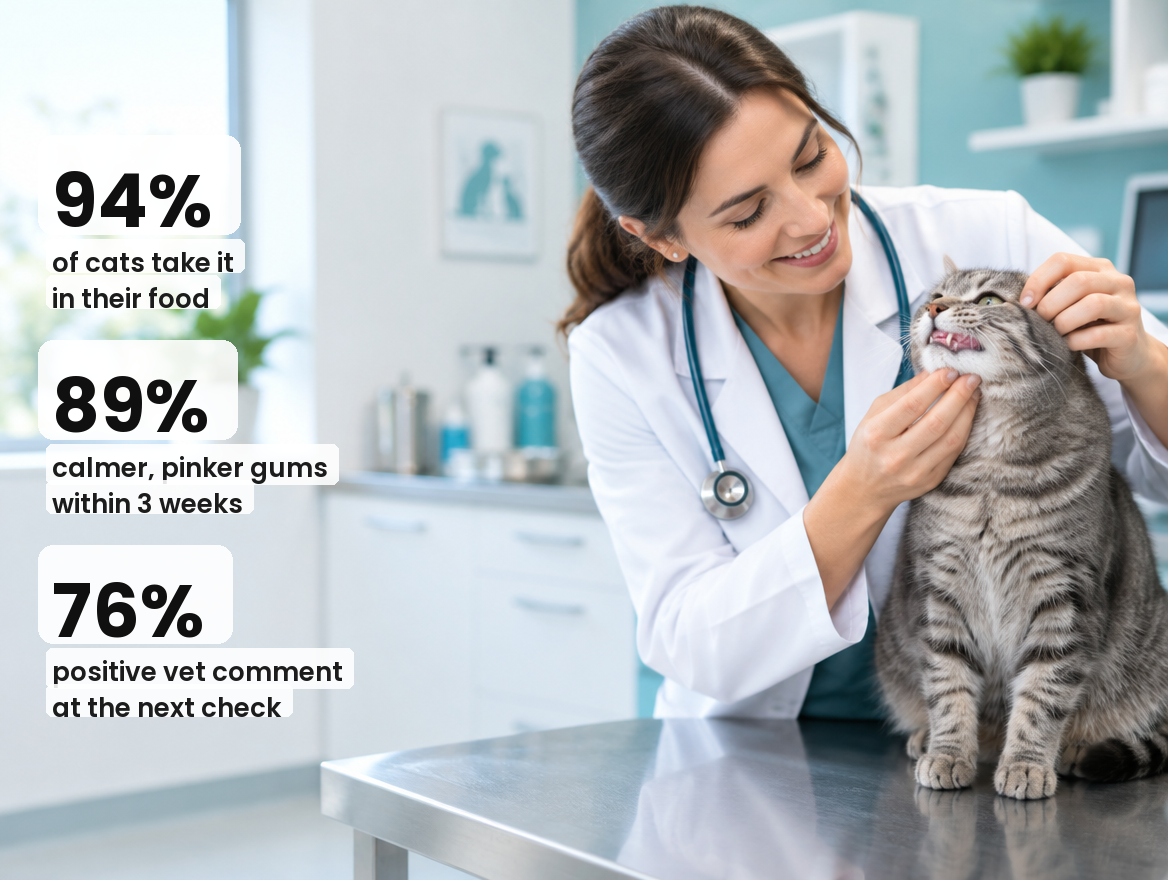 Veterinarian checking a cat's gums, with results figures